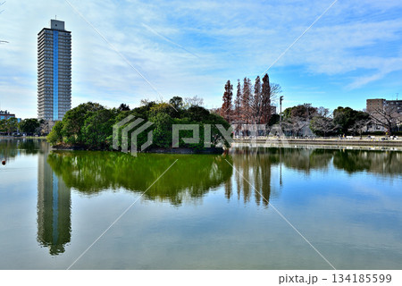 晩秋の浮間公園 浮間ヶ池とタワーマンション 晩秋の浮間公園 浮間ヶ池とタワーマンション 134185599