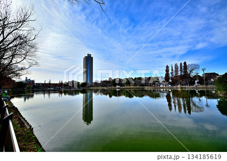 晩秋の浮間公園　浮間ヶ池とタワーマンション 134185619