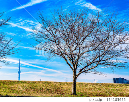 冬の青空と枯れ木とスカイツリーと富士山 134185633