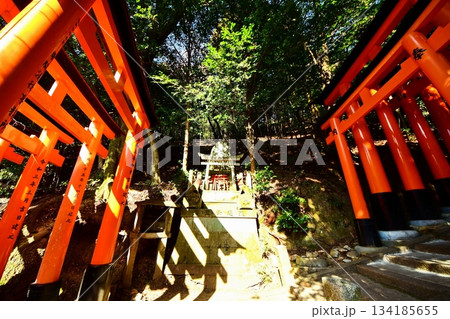 京都府　伏見稲荷大社　千本鳥居（三ツ辻付近） 京都市伏見区深草藪之内町　2022 年 2月 134185655