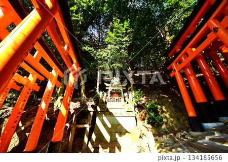 京都府 伏見稲荷大社 千本鳥居(三ツ辻付近) 京都市伏見区深草藪之内町 2022 年 2月 京都府 伏見稲荷大社 千本鳥居(三ツ辻付近) 京都市伏見区深草藪之内町 2022 年 2月 134185656