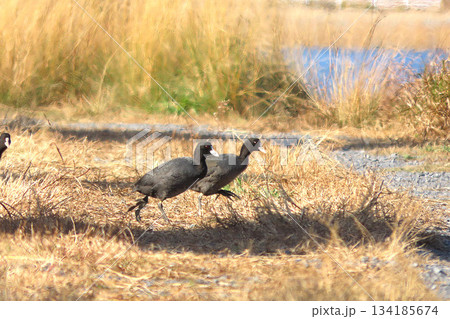 瓦を走り抜けるオオバン 134185674