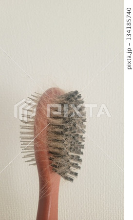 犬の抜け毛 202510 (1) 134185740