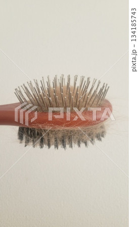 犬の抜け毛 202510 (4) 134185743