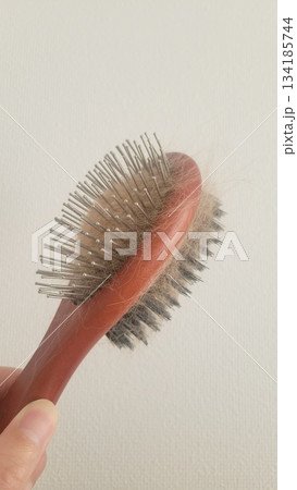 犬の抜け毛 202510 (5) 134185744