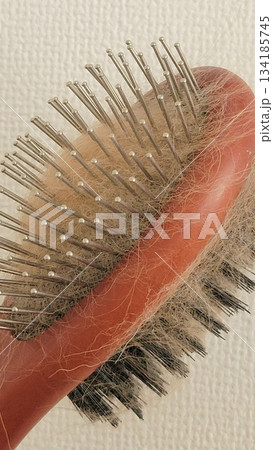 犬の抜け毛 202510 (6) 134185745