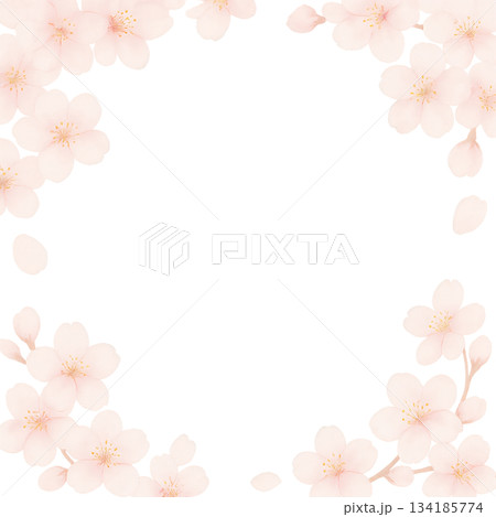 桜が四隅を飾るやさしい春のフレームデザイン、淡い桜が角を彩る可憐な春フレーム背景、メッセージを囲む桜 134185774