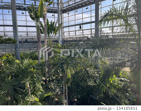 熱帯植物 茨城県那珂市 熱帯植物 茨城県那珂市 134185831