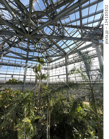 熱帯植物　茨城県那珂市 134185832