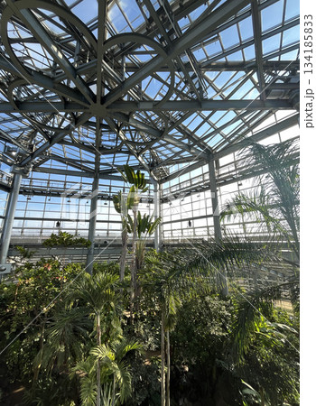 熱帯植物　茨城県那市 134185833