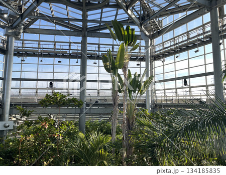 熱帯植物　茨城県那珂市 134185835