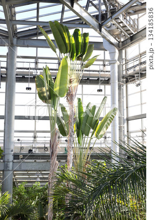 熱帯植物　茨城県那珂市 134185836