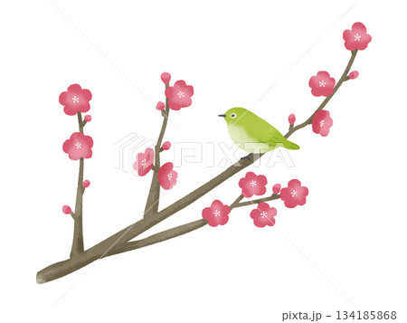 紅梅とメジロのおめでたい雰囲気のイラスト 134185868