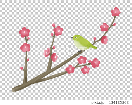 紅梅とメジロのおめでたい雰囲気のイラスト 134185868