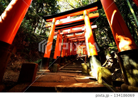 京都府　伏見稲荷大社　千本鳥居（三ツ辻付近） 京都市伏見区深草藪之内町　2022 年 2月 134186069