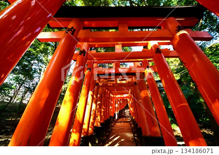 京都府 伏見稲荷大社 千本鳥居(三ツ辻付近) 京都市伏見区深草藪之内町 2022 年 2月 京都府 伏見稲荷大社 千本鳥居(三ツ辻付近) 京都市伏見区深草藪之内町 2022 年 2月 134186071