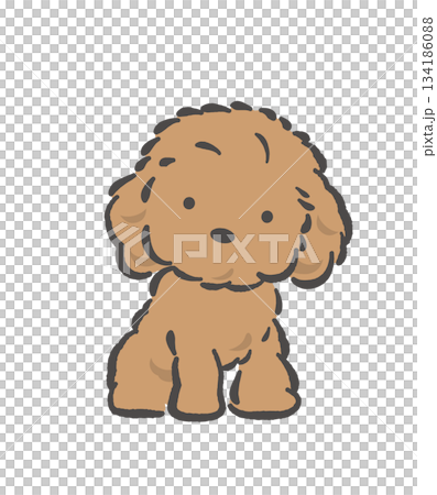 可愛的貴賓犬向量圖 可愛的貴賓犬向量圖 134186088