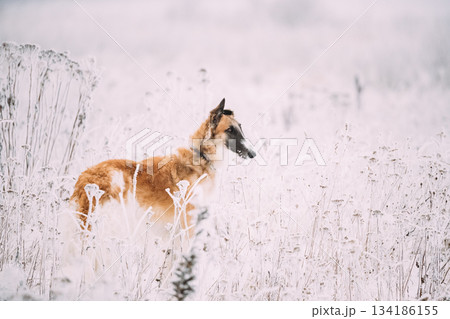 Russian Wolfhound Hunting Sighthound Russkaya Psovaya Borzaya Dog During Hare-hunting At Winter Day In Snowy Field 134186155