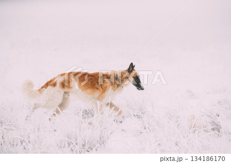 Russian Wolfhound Hunting Sighthound Russkaya Psovaya Borzaya Dog During Hare-hunting At Winter Day In Snowy Field Russian Wolfhound Hunting Sighthound Russkaya Psovaya Borzaya Dog During Hare-hunting At Winter Day In Snowy Field 134186170