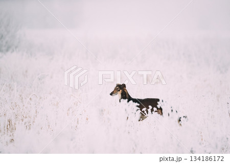 Hunting Sighthound Hortaya Borzaya Dog During Hare-hunting At Winter Day In Snowy Field Hunting Sighthound Hortaya Borzaya Dog During Hare-hunting At Winter Day In Snowy Field 134186172