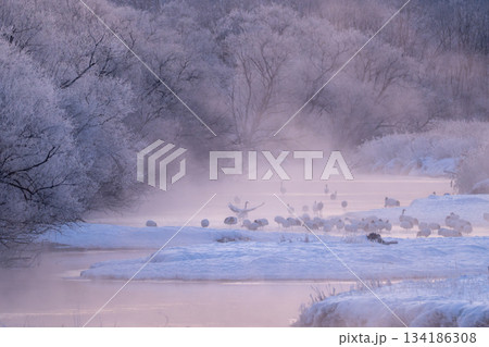 霧氷に包まれた音羽橋と朝霧の中のタンチョウ 霧氷に包まれた音羽橋と朝霧の中のタンチョウ 134186308