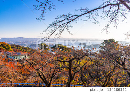 【宮城県_松島】西行戻しの松公園から望む松島湾 秋 【宮城県_松島】西行戻しの松公園から望む松島湾 秋 134186332