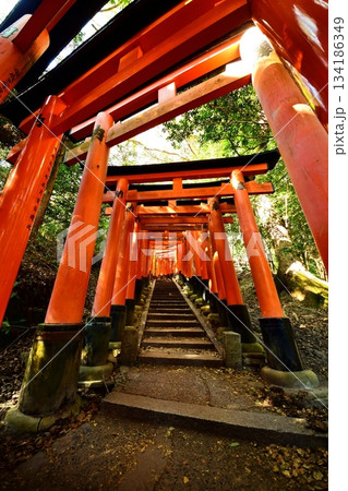 京都府　伏見稲荷大社　千本鳥居（三ツ辻付近） 京都市伏見区深草藪之内町　2022 年 2月 134186349