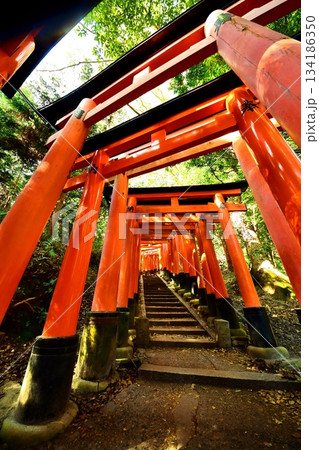 京都府 伏見稲荷大社 千本鳥居(三ツ辻付近) 京都市伏見区深草藪之内町 2022 年 2月 京都府 伏見稲荷大社 千本鳥居(三ツ辻付近) 京都市伏見区深草藪之内町 2022 年 2月 134186350