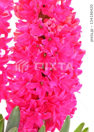 ヒヤシンス　ピンク色の花　鮮やか　明るい背景 134186420