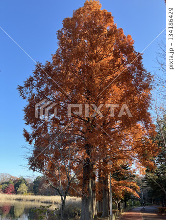 紅葉のメタセコイア 紅葉のメタセコイア 134186429