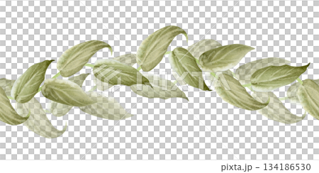 Watercolor simple climbing vine seamless border isolated on white. Thunbergia tropical creeper plant for exotic nature floral designs. Liana with green leaves repeat banner 134186530