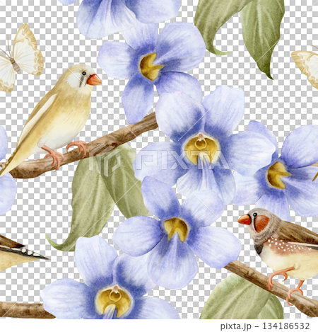 Watercolor songbirds on blooming garden vine flowers seamless pattern on white. Pastel purple blossom of Thunbergia climbing liana plant for spring floral designs with pastel beige butterflies 134186532