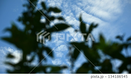 木々の隙間から見る青空 134186545