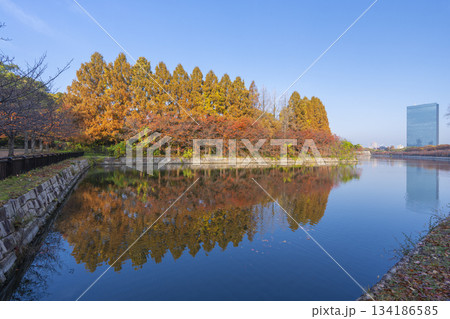 秋の大阪城公園 メタセコイア 秋の大阪城公園 メタセコイア 134186585