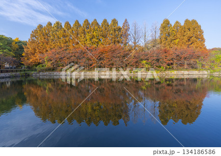 秋の大阪城公園　メタセコイア 134186586