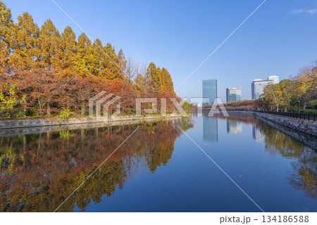 秋の大阪城公園　メタセコイア 134186588