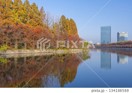 秋の大阪城公園 メタセコイア 秋の大阪城公園 メタセコイア 134186589