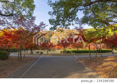 秋の大阪城公園 紅葉 秋の大阪城公園 紅葉 134186590