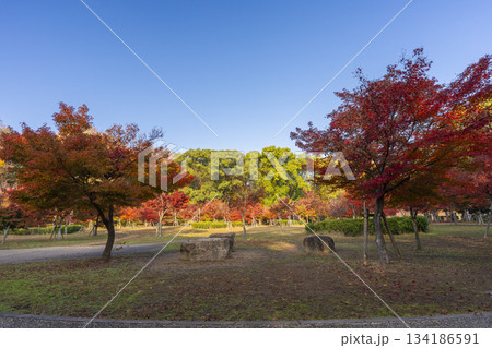 秋の大阪城公園　紅葉 134186591