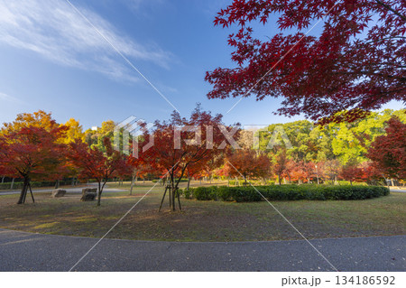 秋の大阪城公園 紅葉 秋の大阪城公園 紅葉 134186592