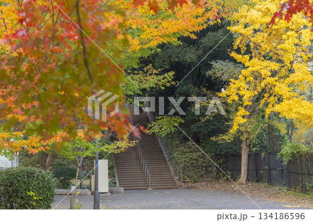秋の大阪城公園 紅葉に包まれた石段 秋の大阪城公園 紅葉に包まれた石段 134186596