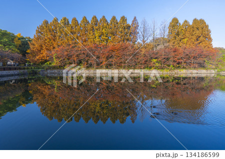 秋の大阪城公園　メタセコイア 134186599