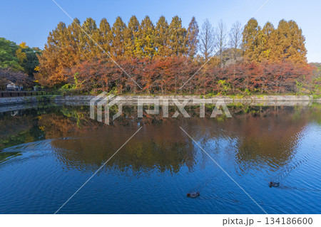 秋の大阪城公園　メタセコイア 134186600