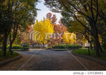 秋の大阪城公園　紅葉 134186601