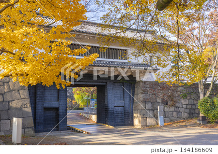 秋の大阪城公園　青屋門　黄金色に輝くイチョウの葉 134186609