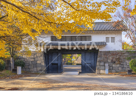 秋の大阪城公園　青屋門　黄金色に輝くイチョウの葉 134186610