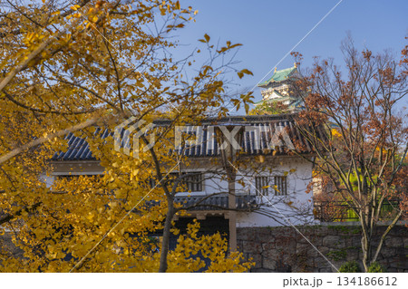 秋の大阪城公園　青屋門　黄金色に輝くイチョウの葉 134186612