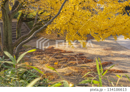 秋の大阪城公園　青屋門　黄金色に輝くイチョウの葉 134186613