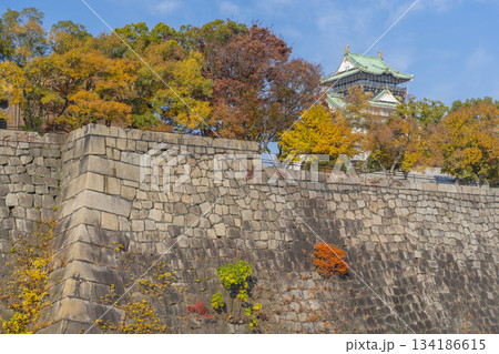 青空に映える大阪城天守閣　紅葉の季節 134186615