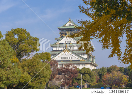 青空に映える大阪城天守閣とイチョウ　紅葉の季節 134186617